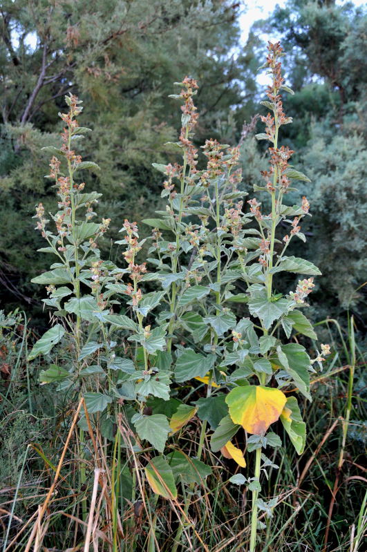 Pianta foce del Coghinas - Althea officinalis